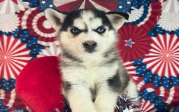 Siberian Husky dogs for sale: Siberian Husky 4 puppies - Image 4