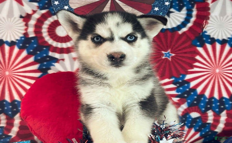 Siberian Husky dogs for sale - Ad 3