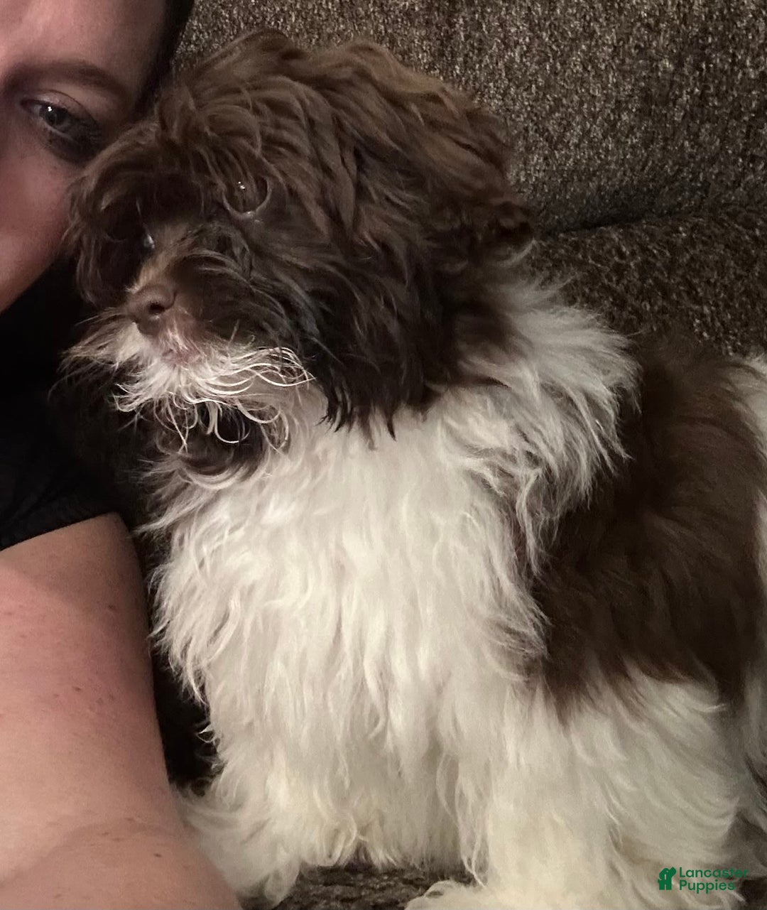 Teddy Bear dogs for sale: Max - Image 9