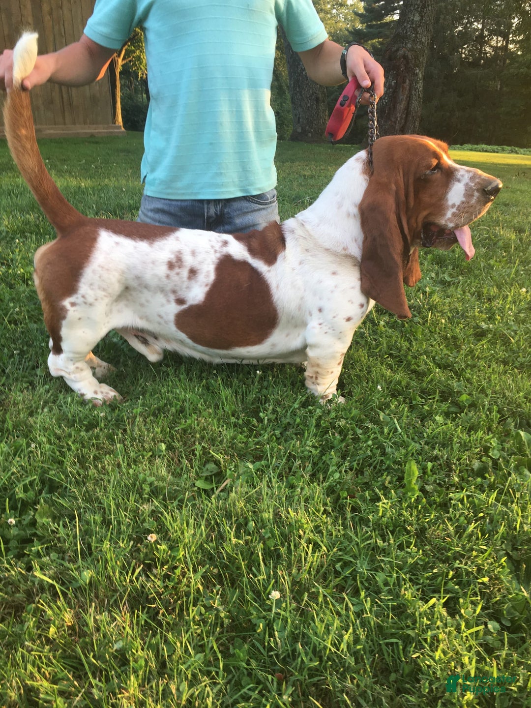 Basset Hound dogs for sale: Willie - Image 5