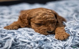 Standard Poodle dogs for sale: Reul - Image 1
