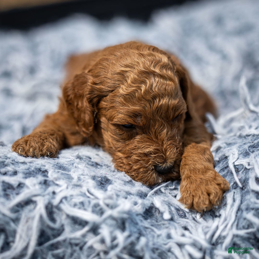Standard Poodle dogs for sale: Reul - Image 1