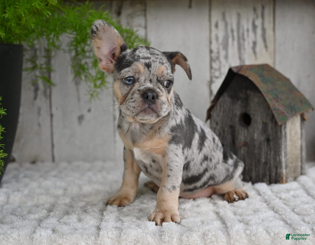 French Bulldog dogs for sale: French Bulldog 8 puppies - Image 1