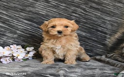 Maltipoo dogs for sale: Tiny - Image 3