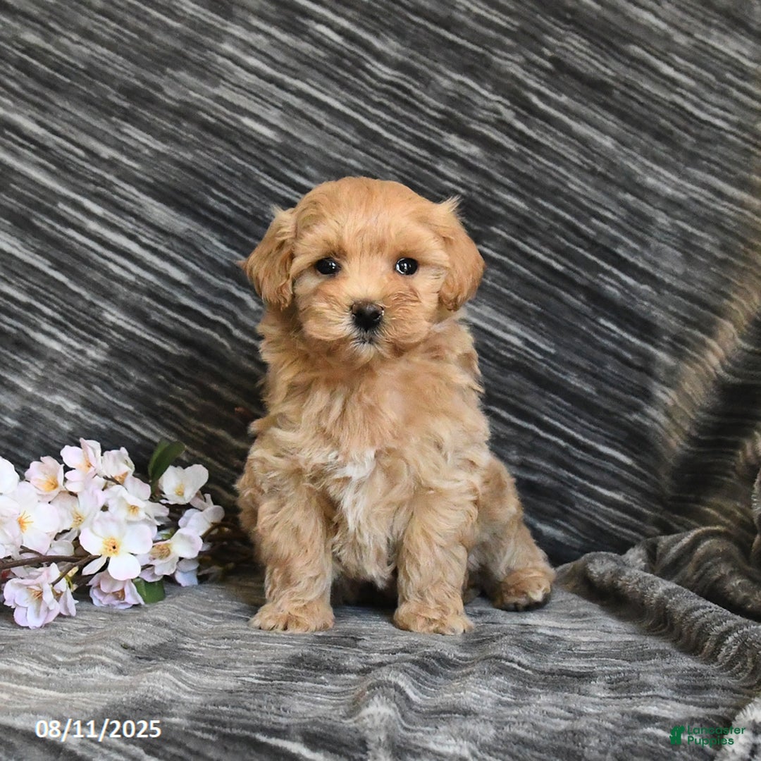 Maltipoo dogs for sale: Tiny - Image 3
