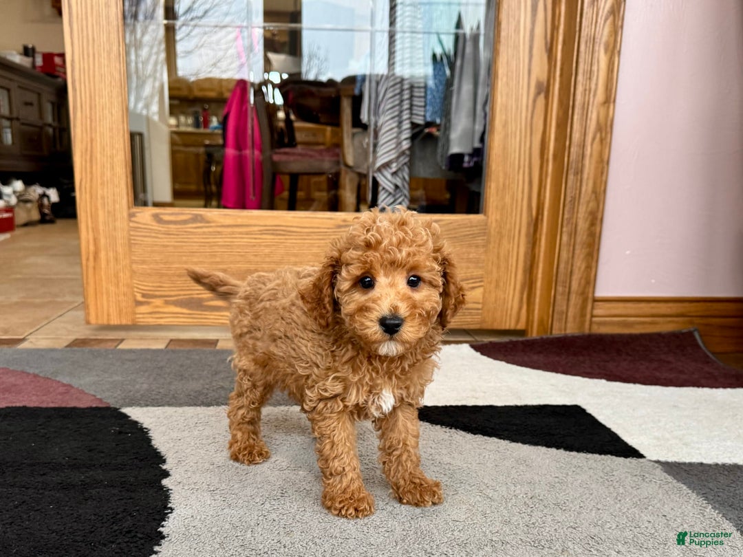Cavapoo dogs for sale: Jaron - Image 2