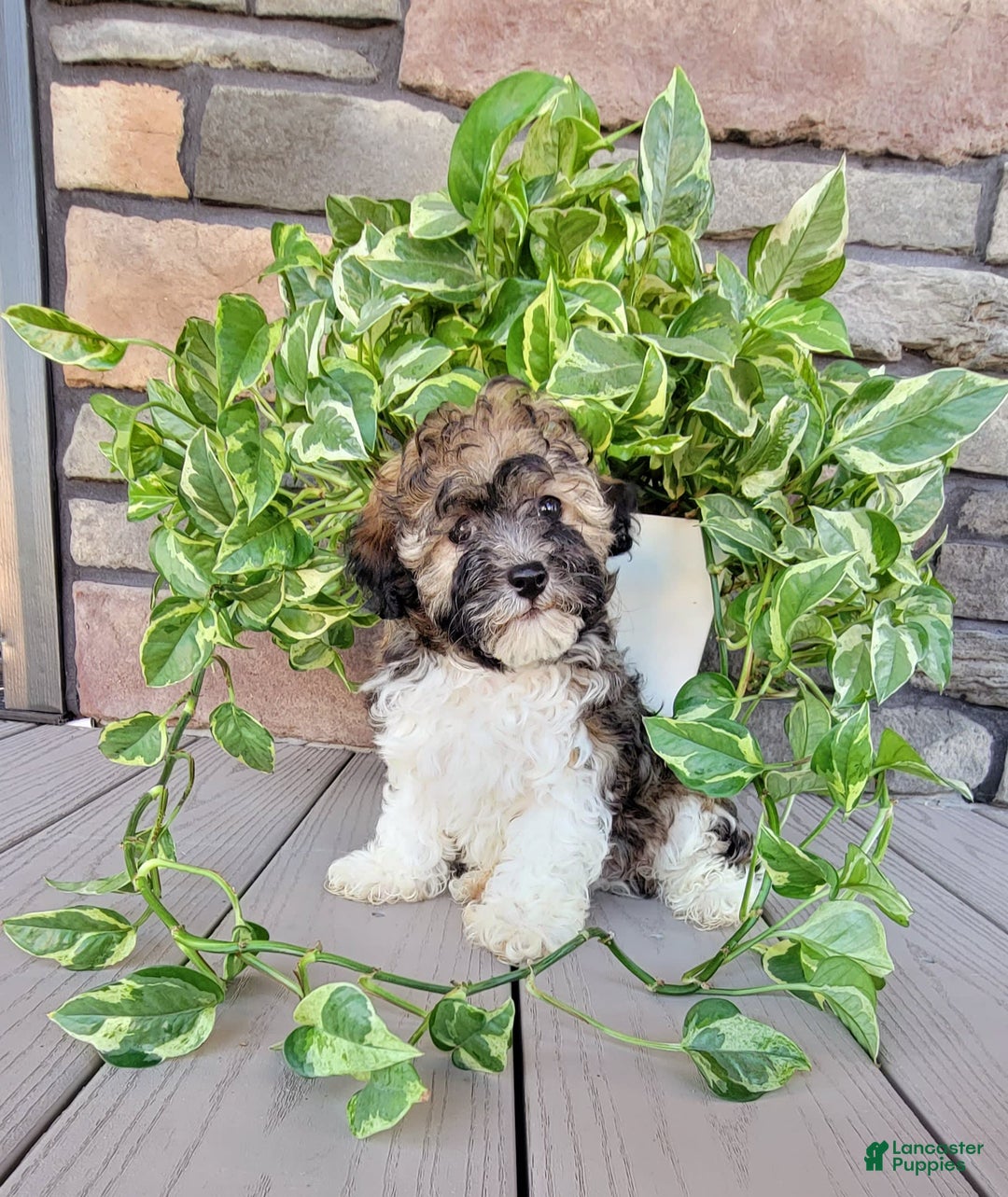 Havapoo dogs for sale: Mario - Image 1