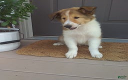 Collie dogs for sale: Dixie - Image 2