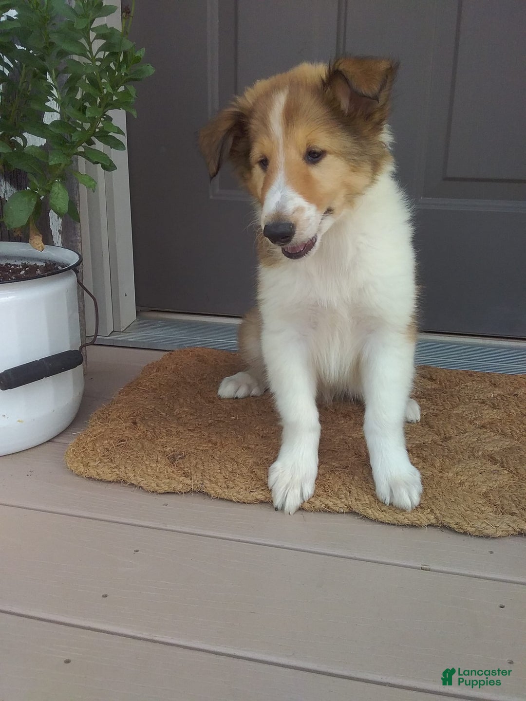 Collie dogs for sale: Dixie - Image 2
