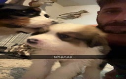 Bernese Mountain Dog dogs for sale: Chance - Image 1