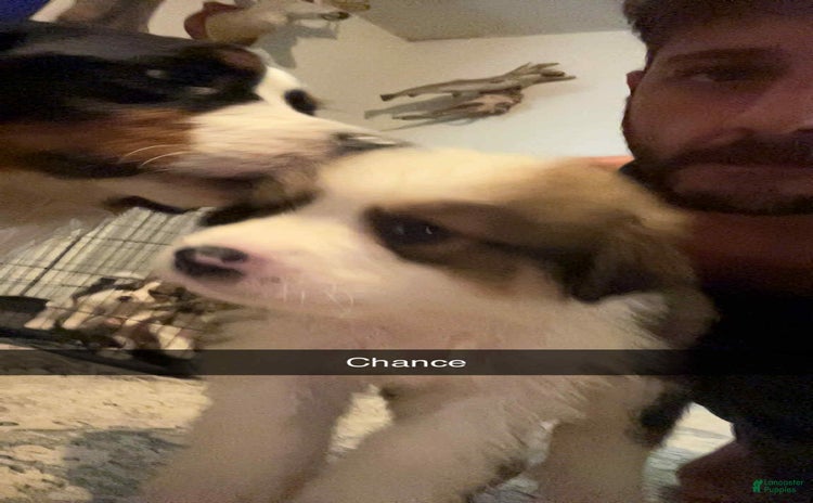 Bernese Mountain Dog dogs for sale - Ad 3