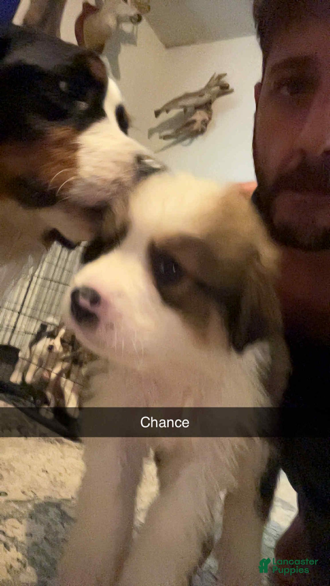 Bernese Mountain Dog dogs for sale: Chance - Image 1
