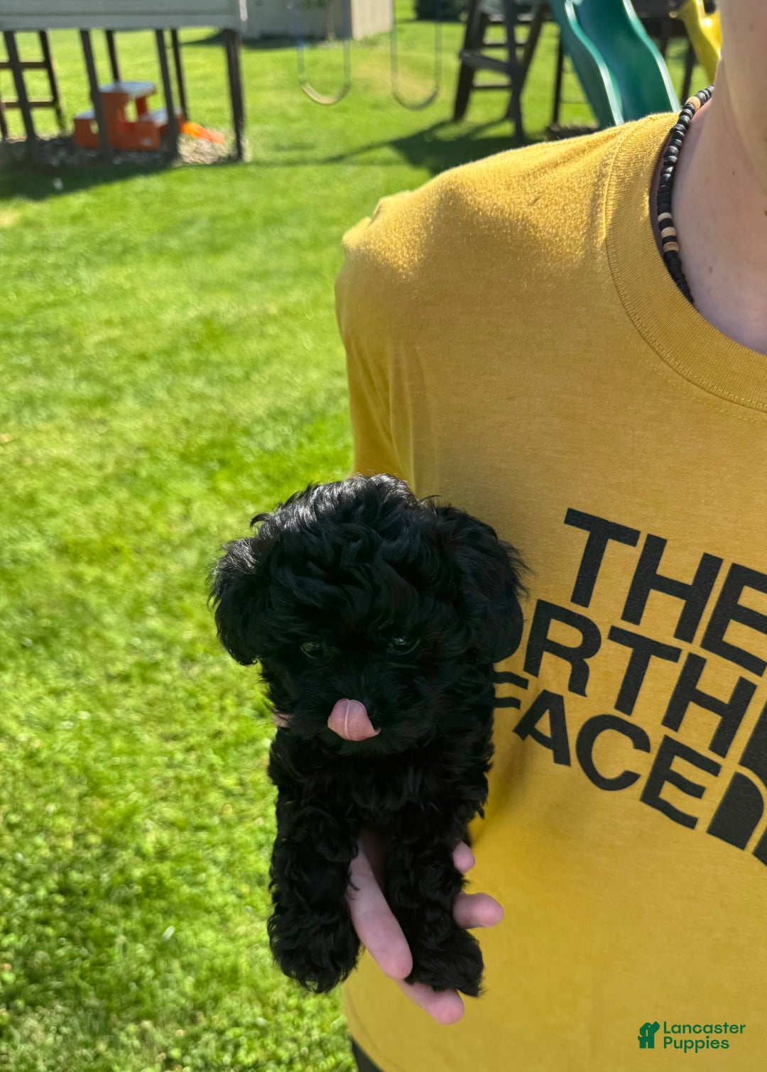 Shihpoo dogs for sale: Teacup Katie - Image 6