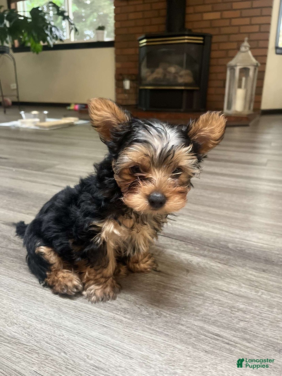 Yorkshire Terrier dogs for sale: Lilo - Image 3