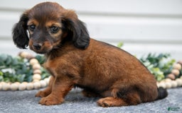 Miniature Dachshund dogs for sale: Miniature Dachshund 4 puppies - Image 10