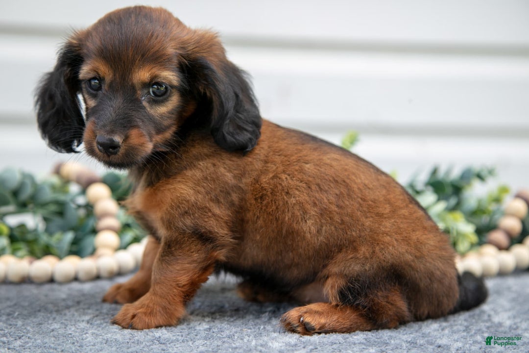 Miniature Dachshund dogs for sale: Miniature Dachshund 4 puppies - Image 10