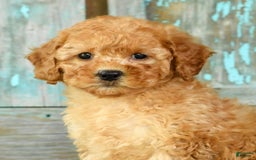 Mini Goldendoodle dogs for sale: Abbie - Image 9