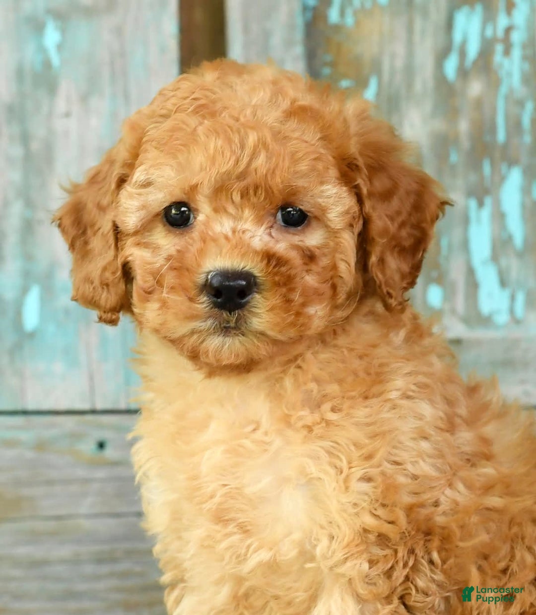 Mini Goldendoodle dogs for sale: Abbie - Image 9