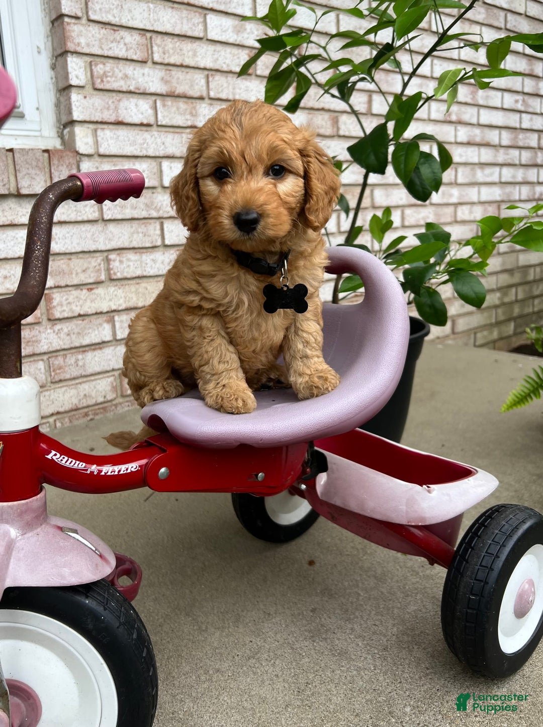 Goldendoodle dogs for sale: Charlie - Image 1