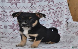 Welsh Corgi Pembroke dogs for sale: Lily - Image 1