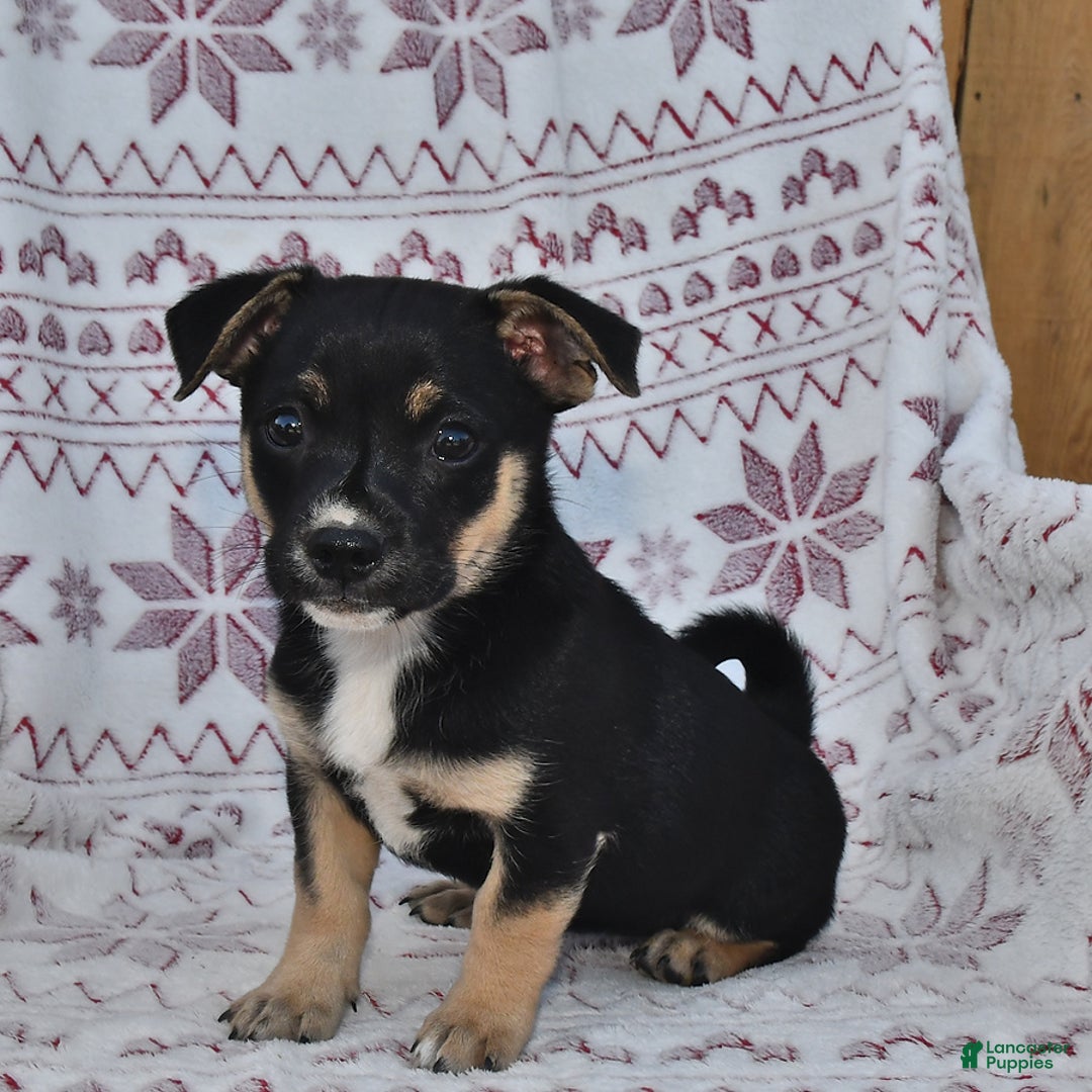 Welsh Corgi Pembroke dogs for sale: Lily - Image 1