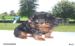Yorkiepoo dogs for sale: Mia - Image 8