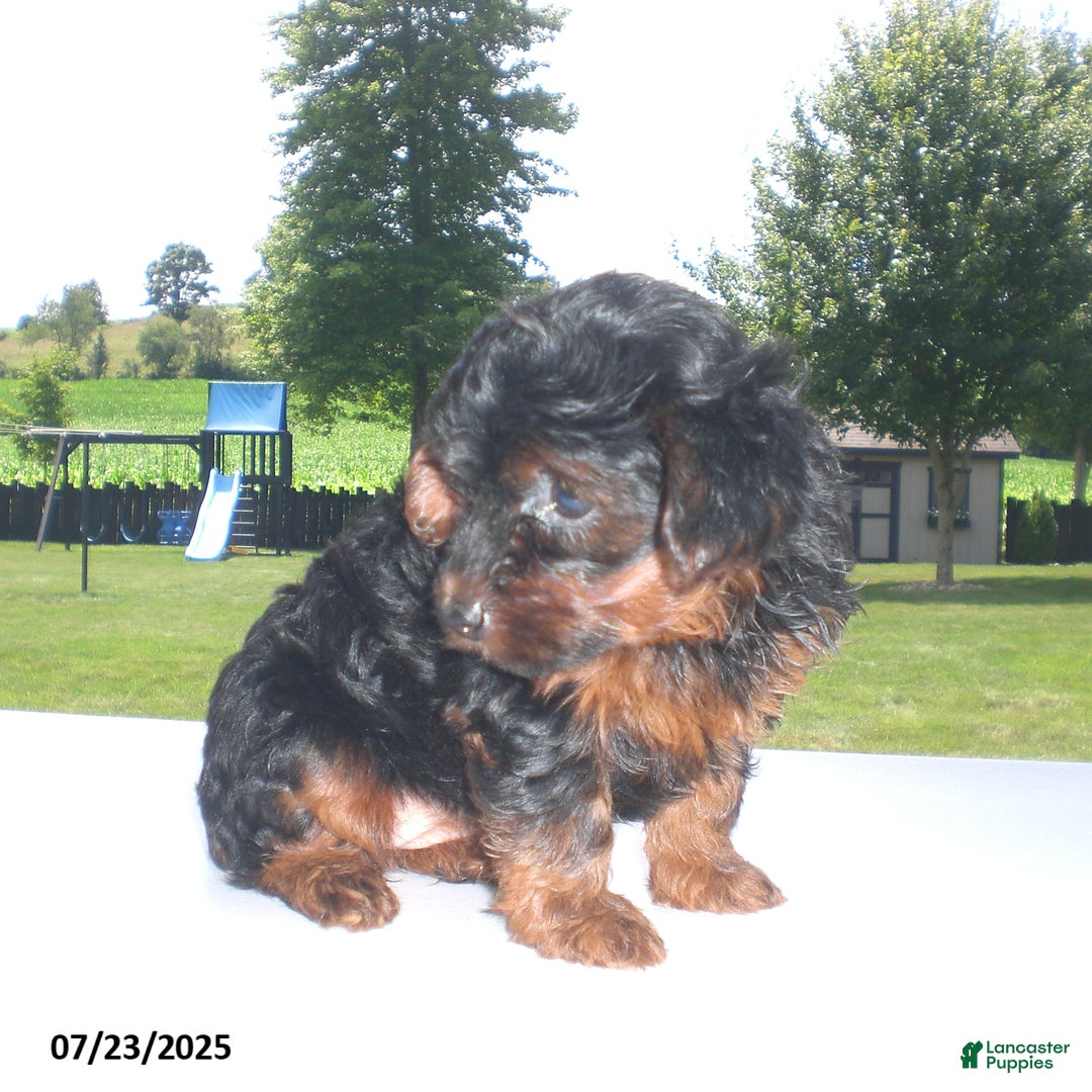 Yorkiepoo dogs for sale: Mia - Image 8