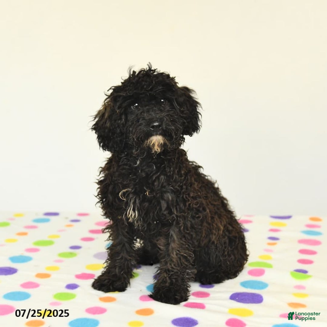 Miniature Poodle dogs for sale: Buster - Image 9