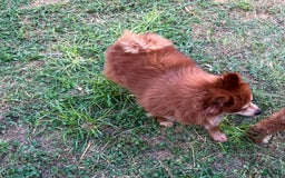Pomeranian dogs for sale: Winston - Image 13