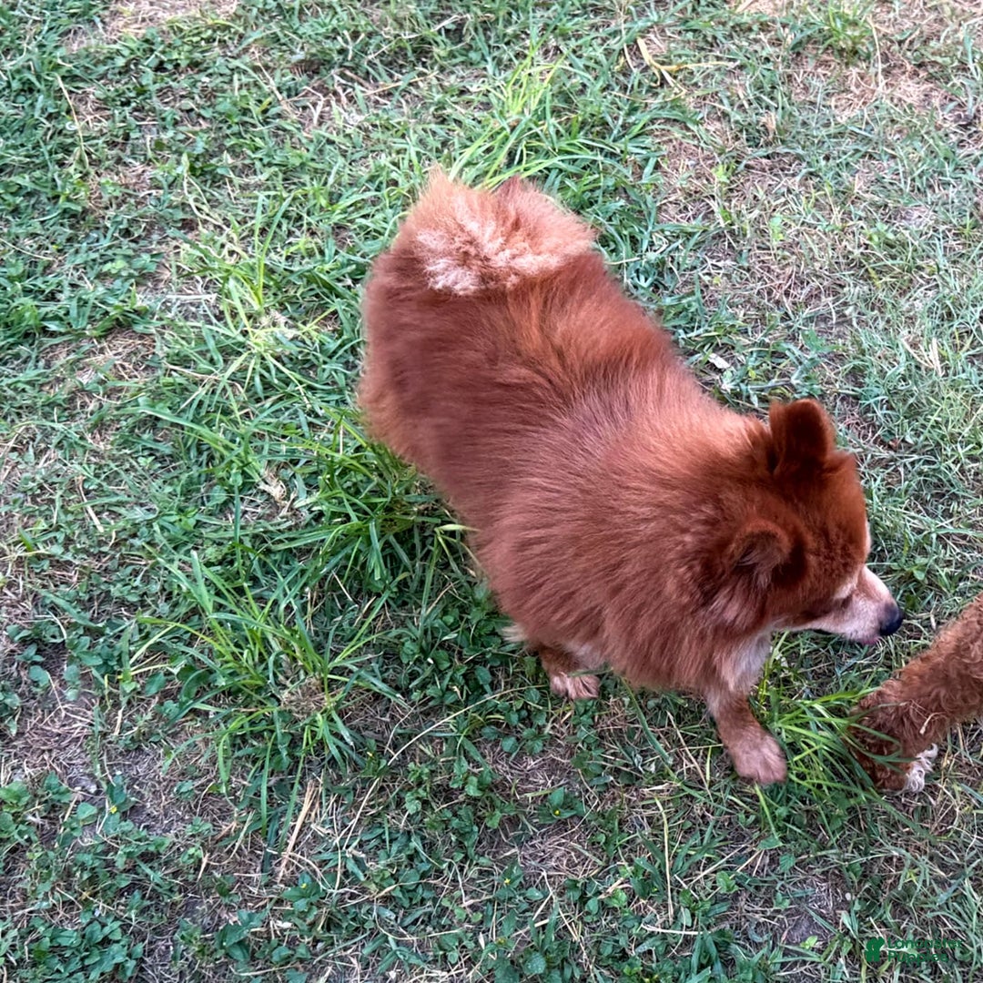 Pomeranian dogs for sale: Winston - Image 13