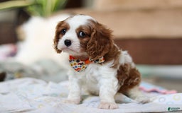 Cavalier King Charles Spaniel dogs for sale: Shiloh - Image 3