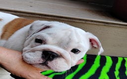 English Bulldog dogs for sale: Rock - Image 8