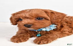 Cockapoo dogs for sale: Nila - Image 6
