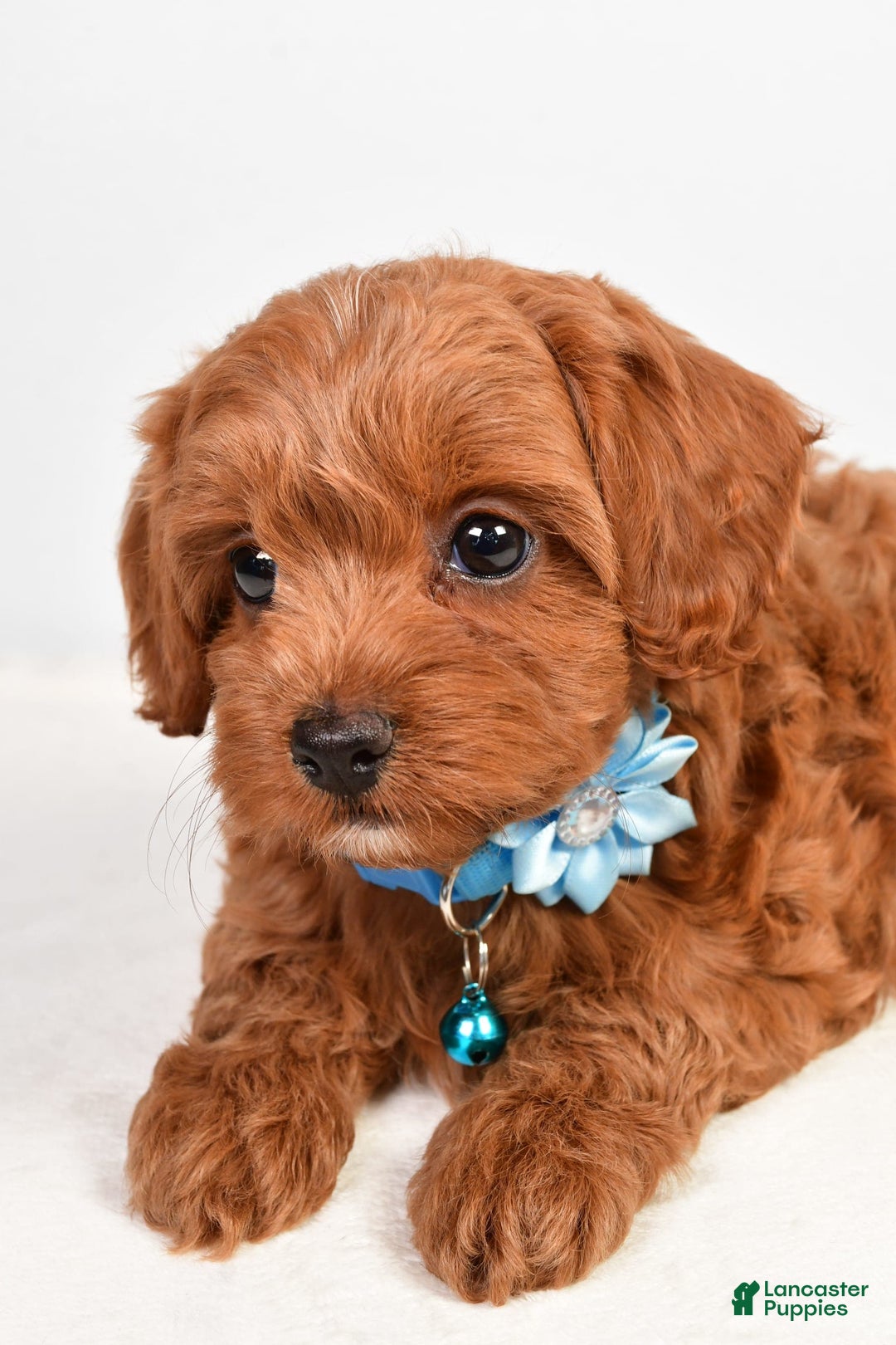Cockapoo dogs for sale: Nila - Image 6