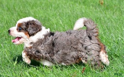 Mini Bernedoodle dogs for sale: Cassidy - Image 3
