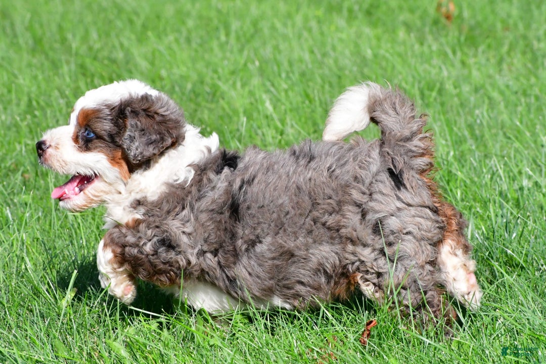 Mini Bernedoodle dogs for sale: Cassidy - Image 3