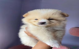 Pomeranian dogs for sale: Alex - Image 2