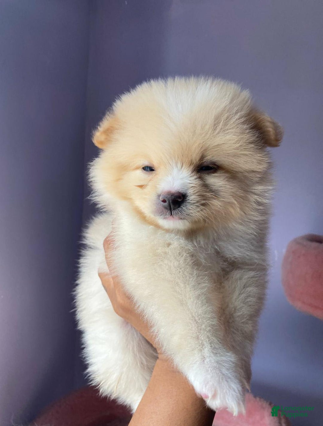 Pomeranian dogs for sale: Alex - Image 2