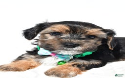 Morkie dogs for sale: Hickory - Image 1