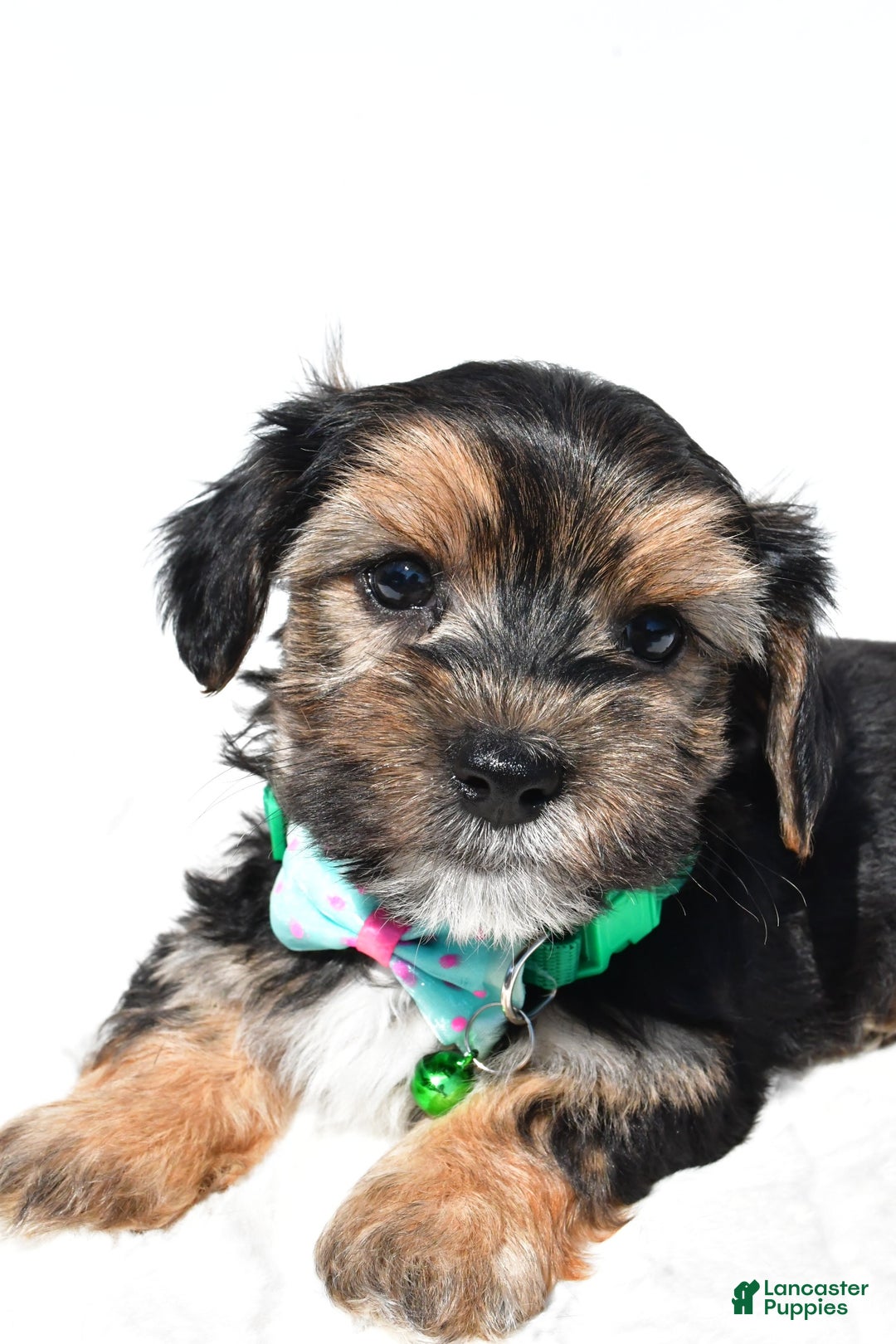 Morkie dogs for sale: Hickory - Image 1