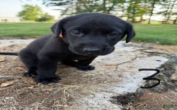 Labrador Retriever dogs for sale: Feisty Orange - Image 1