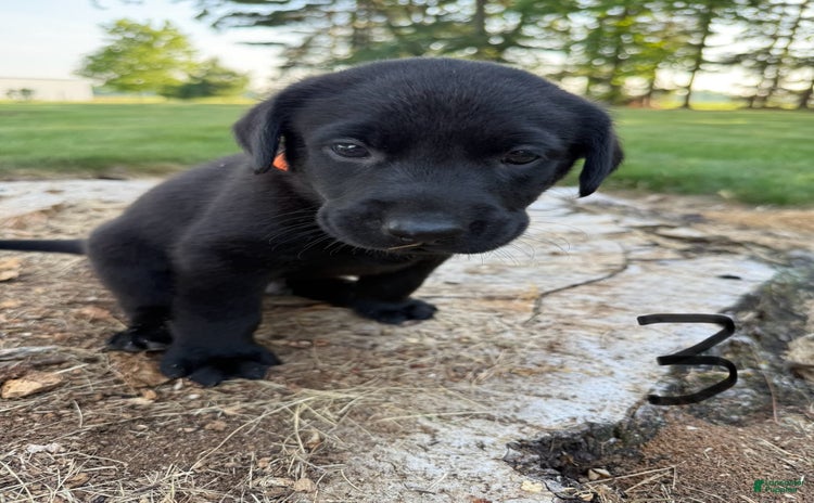 Labrador Retriever dogs for sale - Ad 1