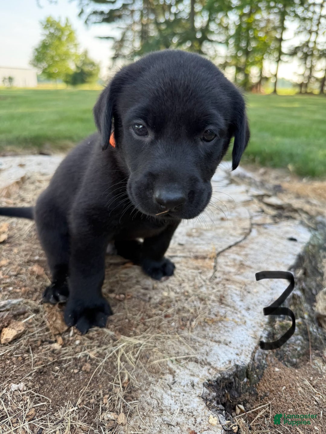 Labrador Retriever dogs for sale: Feisty Orange - Image 1