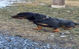 Rottweiler dogs for sale: Oxanna - Image 1