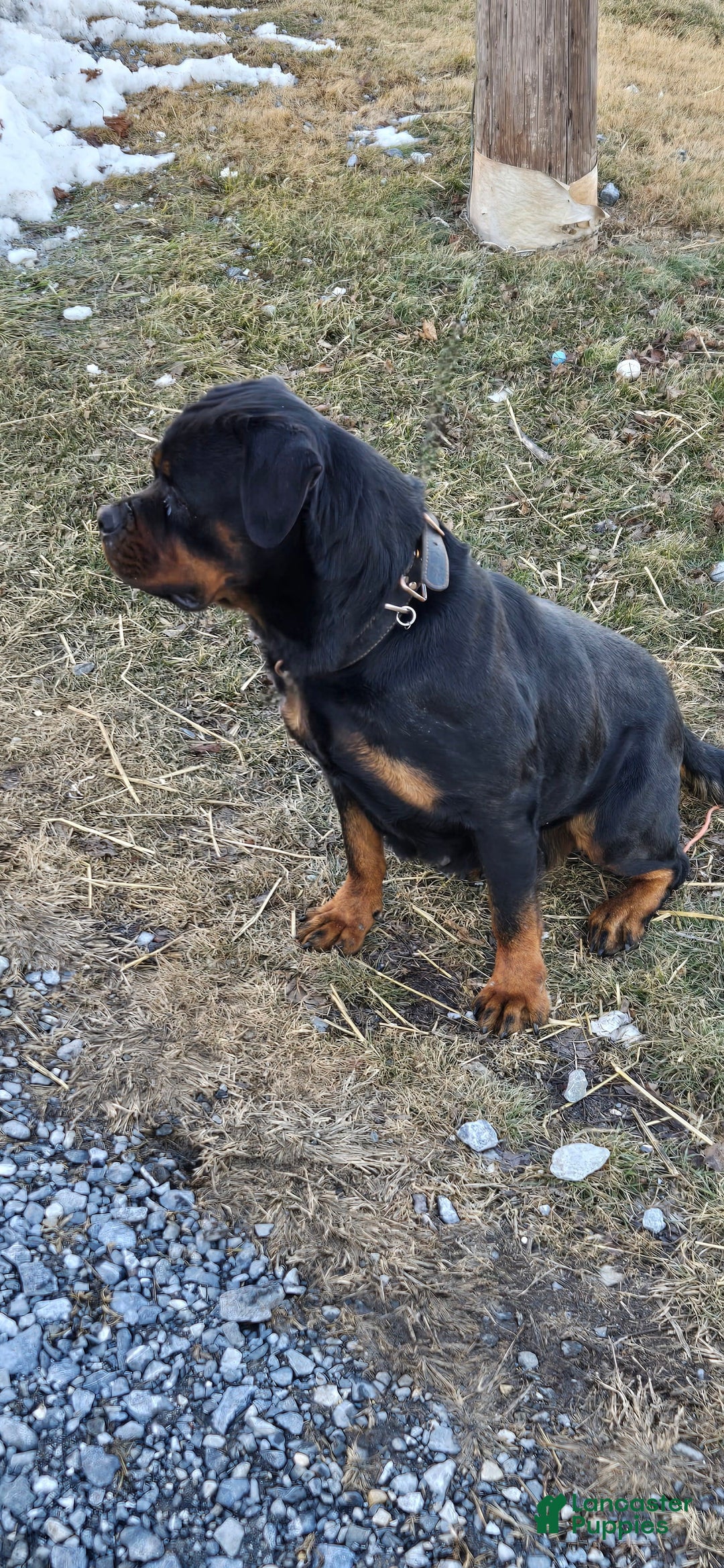 Rottweiler dogs for sale: Oxanna - Image 1