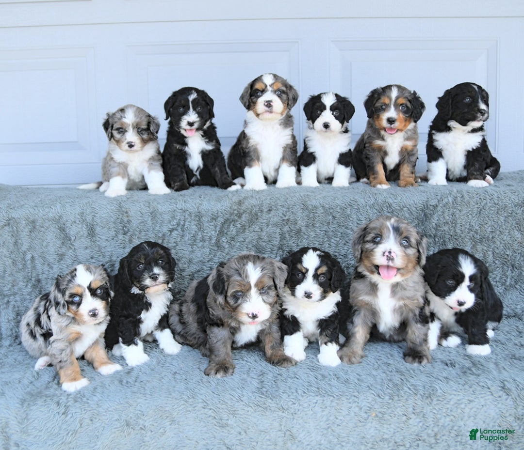 Miniature Bernese Mountain Dog dogs for sale: Ted - Image 1