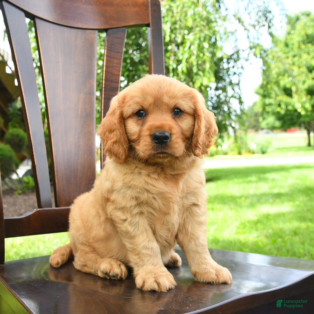 Miniature Golden Retriever dogs for sale: Slate - Image 3