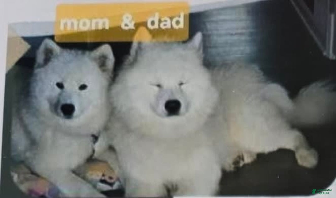 Samoyed dogs for sale: Pinky - Image 4