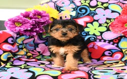 Yorkiepoo dogs for sale: Bandit - Image 1