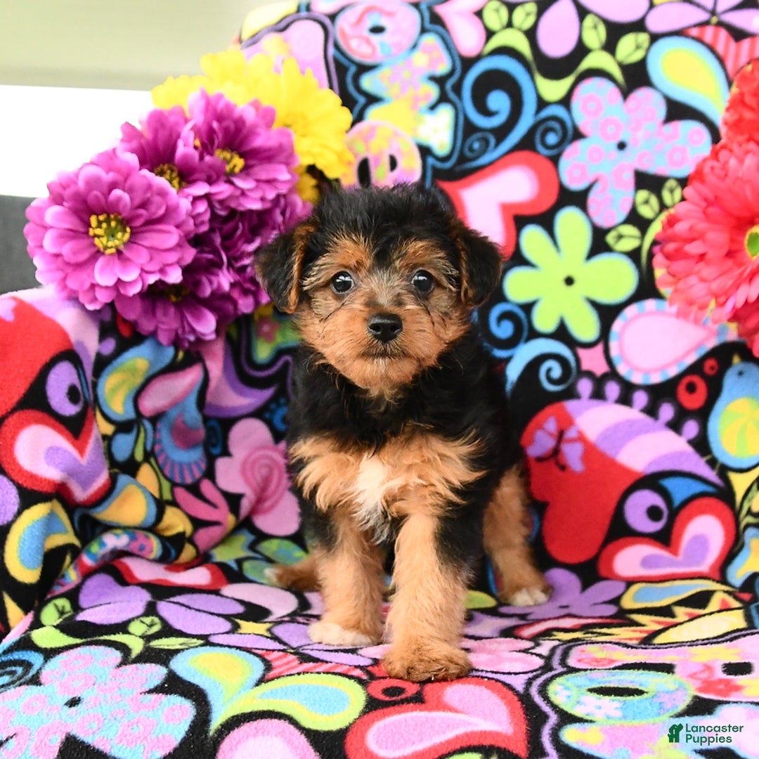 Yorkiepoo dogs for sale: Bandit - Image 1